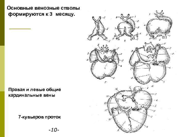 Основные венозные стволы формируются к 3 месяцу. Правая и левые общие кардинальные вены 7