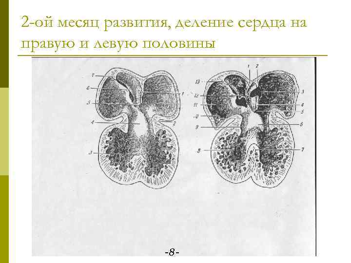 2 -ой месяц развития, деление сердца на правую и левую половины -8 - 