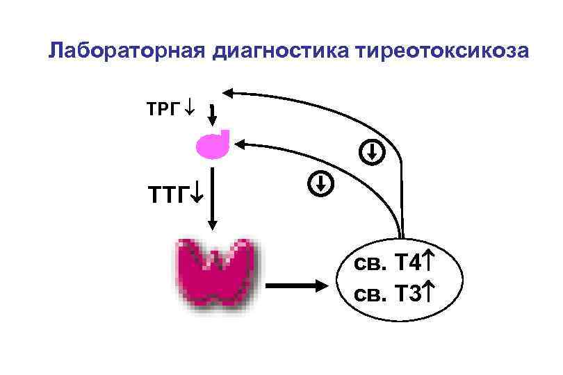 Лабораторная диагностика тиреотоксикоза ТРГ ТТГ св. Т 4 св. Т 3 