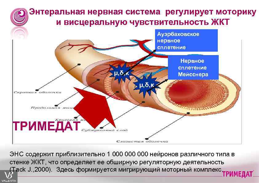 Ауэрбахово сплетение