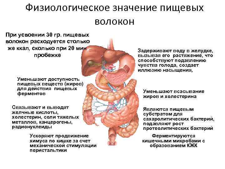 Физиологическое значение пищевых волокон При усвоении 30 гр. пищевых волокон расходуется столько же ккал,