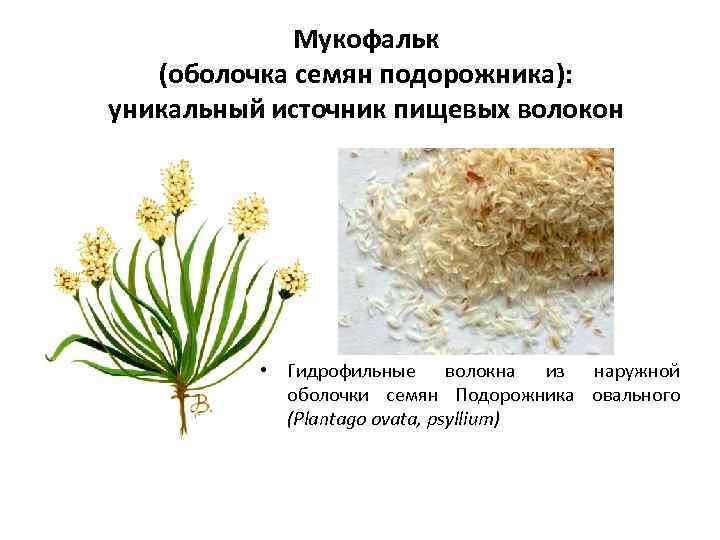 Мукофальк (оболочка семян подорожника): уникальный источник пищевых волокон • Гидрофильные волокна из наружной оболочки