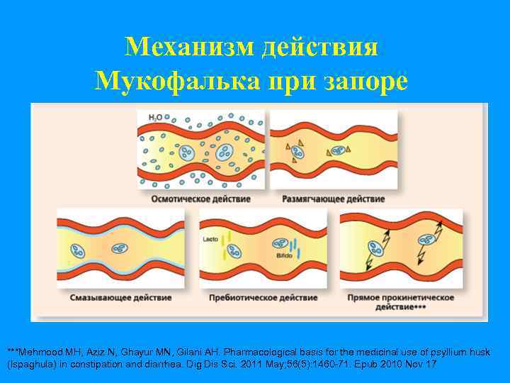 Механизм действия Мукофалька при запоре ***Mehmood MH, Aziz N, Ghayur MN, Gilani AH. Pharmacological