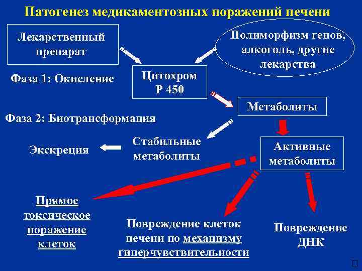 Патогенез медикаментозных поражений печени Лекарственный препарат Фаза 1: Окисление Цитохром Р 450 Фаза 2: