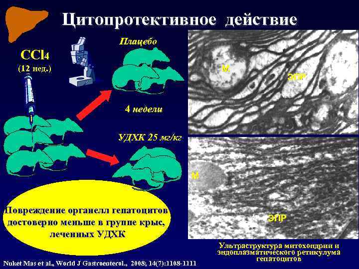 Цитопротективное действие Плацебо CCl 4 (12 нед. ) М ЭПР 4 недели УДХК 25
