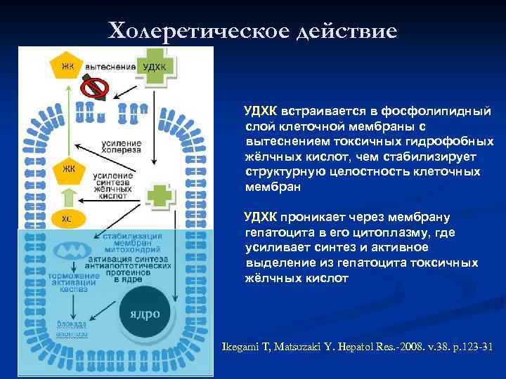 Холеретическое действие УДХК встраивается в фосфолипидный слой клеточной мембраны с вытеснением токсичных гидрофобных жёлчных