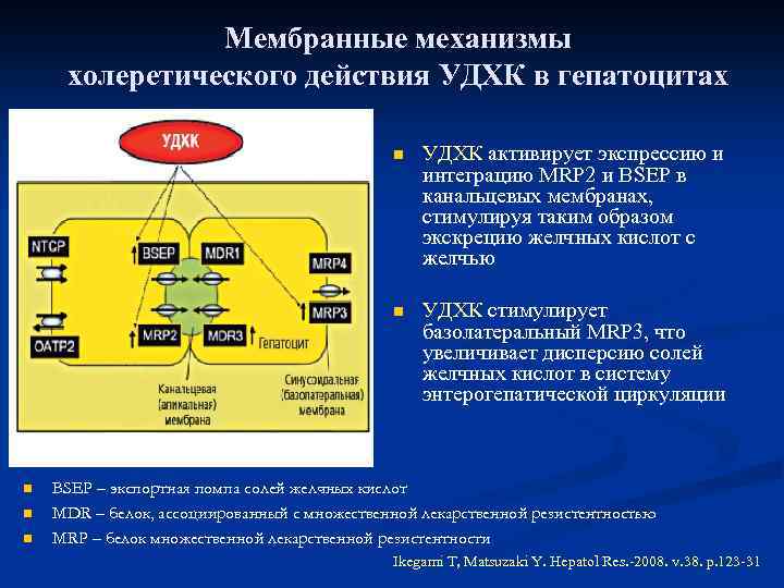 Мембранные механизмы холеретического действия УДХК в гепатоцитах УДХК активирует экспрессию и интеграцию MRP 2
