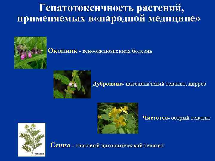  Гепатотоксичность растений, применяемых в «народной медицине» Окопник - веноокклюзионная болезнь Дубровник- цитолитичекий гепатит,