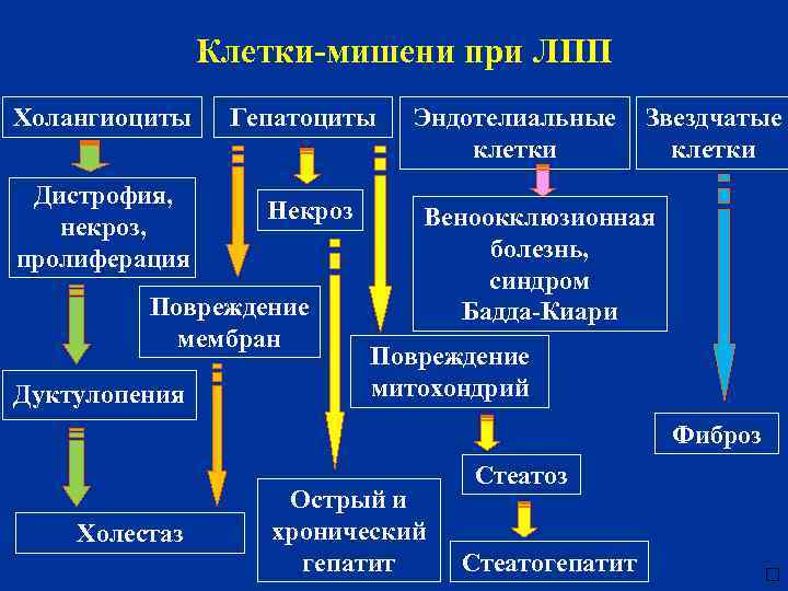 Клетки-мишени при ЛПП Холангиоциты Дистрофия, некроз, пролиферация Гепатоциты Некроз Повреждение мембран Дуктулопения Эндотелиальные Звездчатые