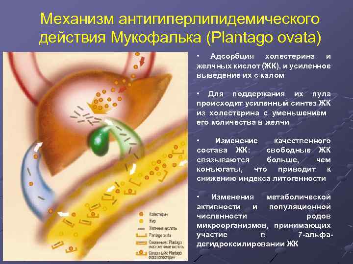 Механизм антигиперлипидемического действия Мукофалька (Plantago ovata) • Адсорбция холестерина и желчных кислот (ЖК), и