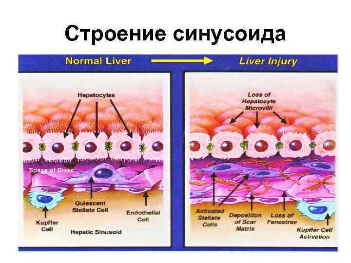 Строение синусоида 