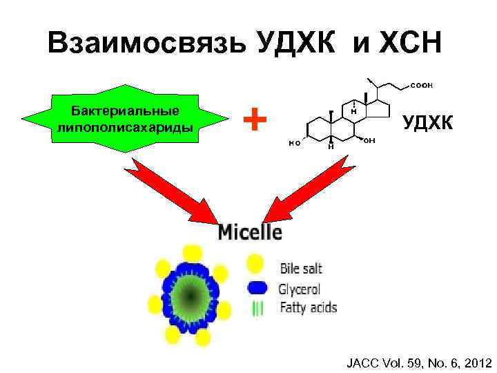 Взаимосвязь УДХК и ХСН Бактериальные липополисахариды + УДХК JACC Vol. 59, No. 6, 2012