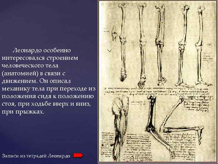 Леонардо особенно интересовался строением человеческого тела (анатомией) в связи с движением. Он описал механику