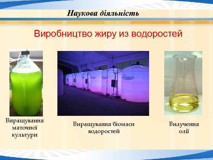 Наукова діяльність Виробництво жиру из водоростей Виращування маточної культури Page 22 Виращування біомаси водоростей