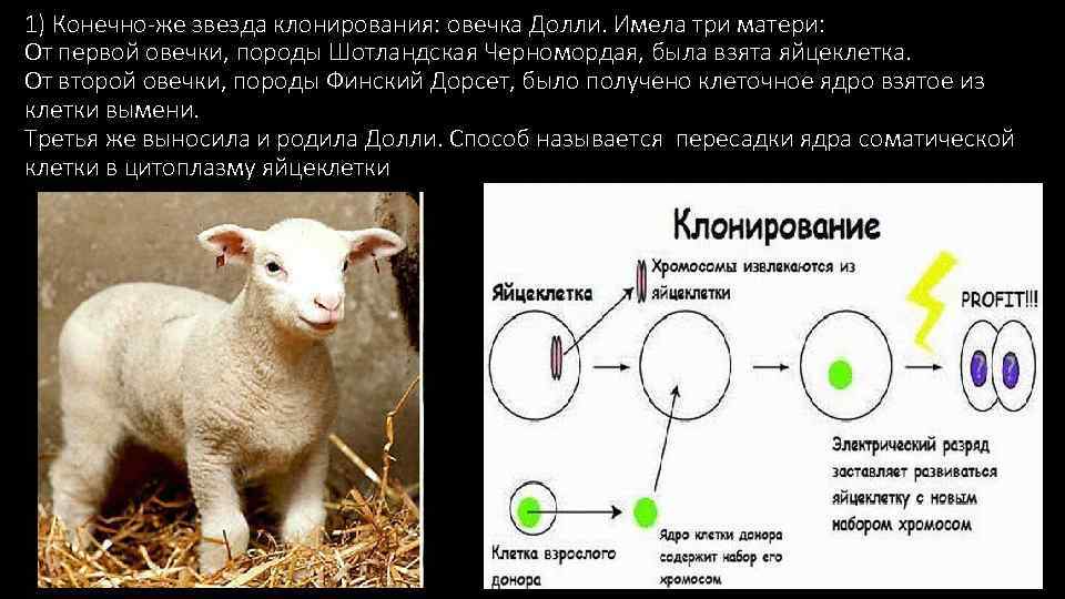 1) Конечно-же звезда клонирования: овечка Долли. Имела три матери: От первой овечки, породы Шотландская