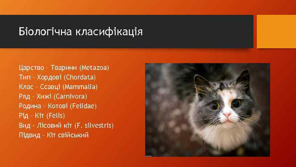 Біологічна класифікація Царство – Тварини (Metazoa) Тип – Хордові (Chordata) Клас – Ссавці (Mammalia)