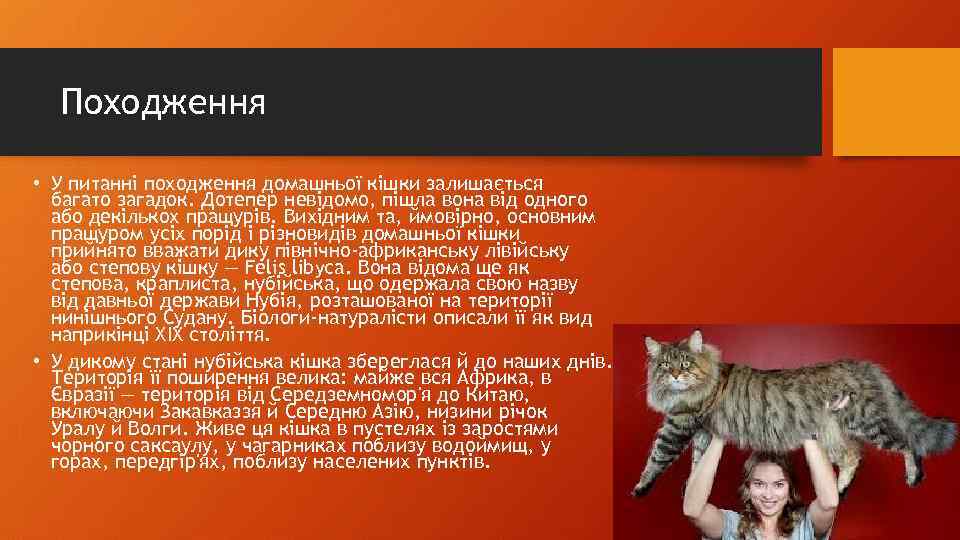 Походження • У питанні походження домашньої кішки залишається багато загадок. Дотепер невідомо, пішла вона