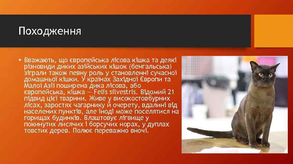 Походження • Вважають, що європейська лісова кішка та деякі різновиди диких азійських кішок (бенгальська)