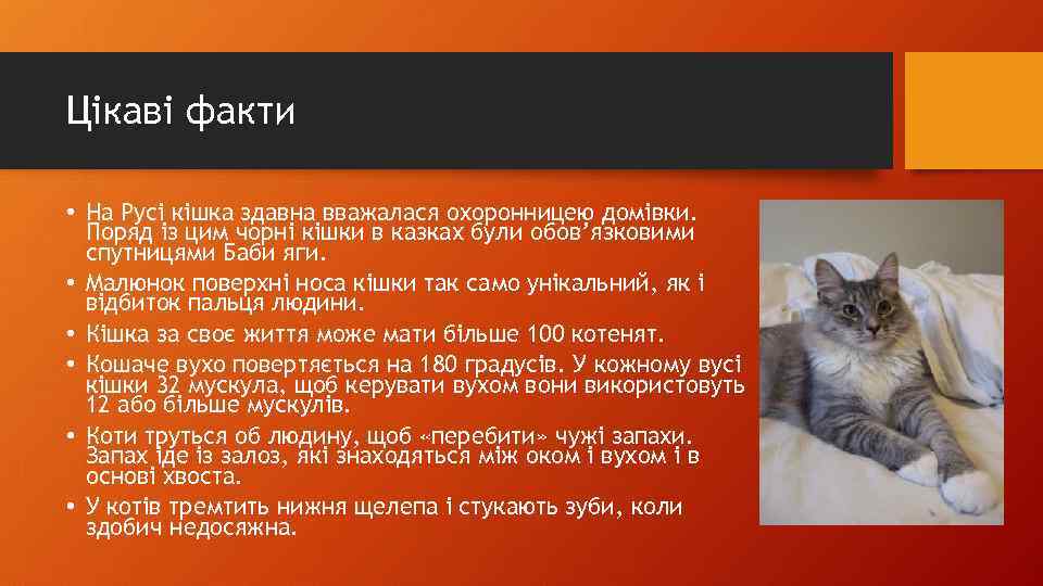 Цікаві факти • На Русі кішка здавна вважалася охоронницею домівки. Поряд із цим чорні