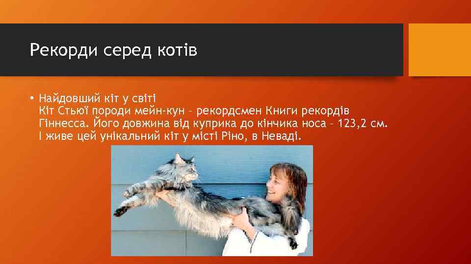 Рекорди серед котів • Найдовший кіт у світі Кіт Стьюї породи мейн-кун – рекордсмен