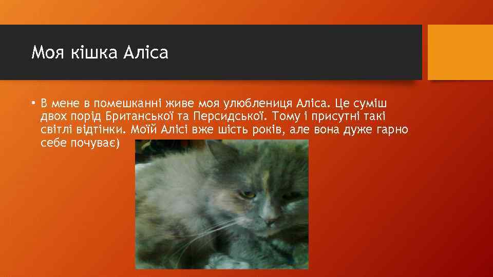 Моя кішка Аліса • В мене в помешканні живе моя улюблениця Аліса. Це суміш