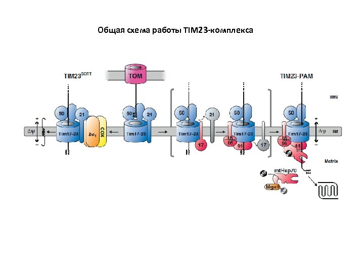 Общая схема работы TIM 23 -комплекса 