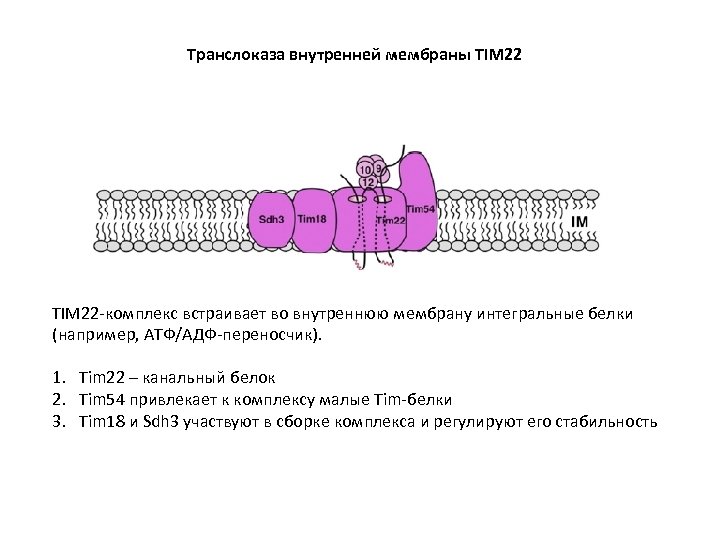 Транслоказа внутренней мембраны TIM 22 -комплекс встраивает во внутреннюю мембрану интегральные белки (например, АТФ/АДФ-переносчик).