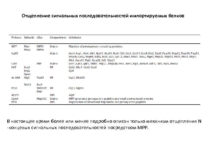 Отщепление сигнальных последовательностей импортируемых белков В настоящее время более или менее подробно описан только