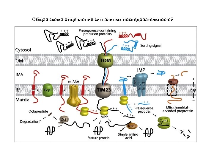 Общая схема отщепления сигнальных последовательностей 