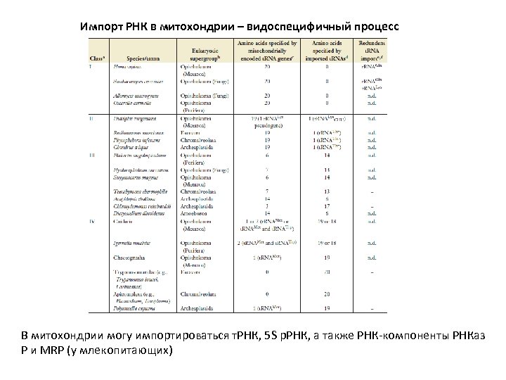 Импорт РНК в митохондрии – видоспецифичный процесс В митохондрии могу импортироваться т. РНК, 5
