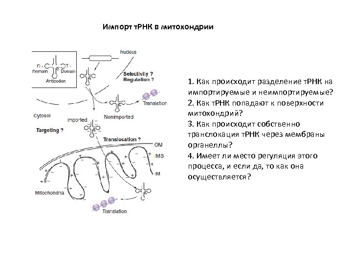 Импорт т. РНК в митохондрии 1. Как происходит разделение т. РНК на импортируемые и