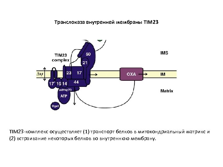 Транслоказа внутренней мембраны TIM 23 -комплекс осуществляет (1) транспорт белков в митохондриальный матрикс и