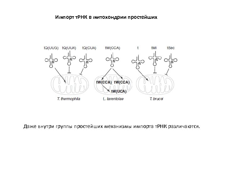 Импорт т. РНК в митохондрии простейших Даже внутри группы простейших механизмы импорта т. РНК