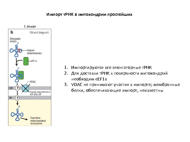 Импорт т. РНК в митохондрии простейших 1. Импортируются все элонгаторные т. РНК 2. Для