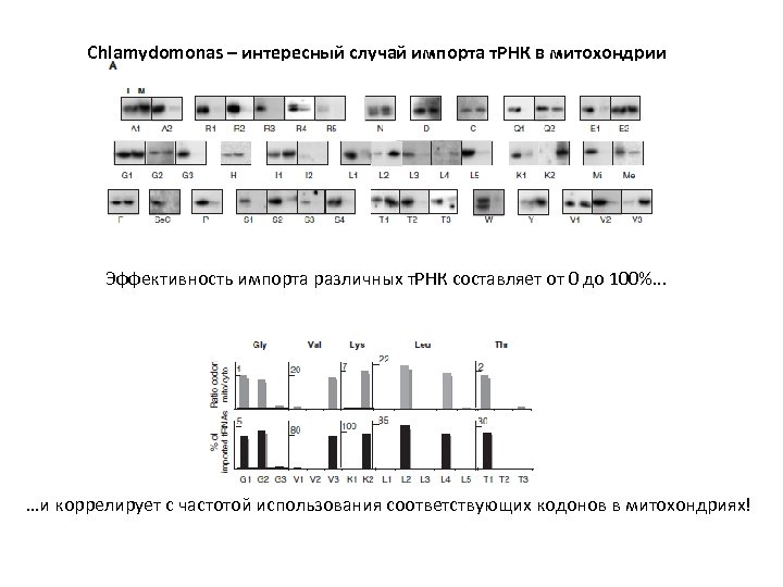Chlamydomonas – интересный случай импорта т. РНК в митохондрии Эффективность импорта различных т. РНК