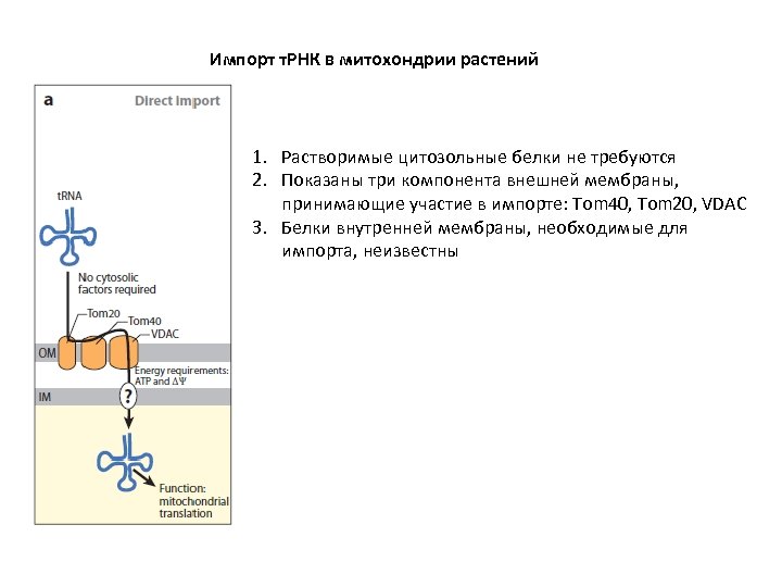 Импорт т. РНК в митохондрии растений 1. Растворимые цитозольные белки не требуются 2. Показаны