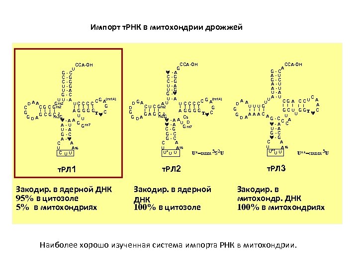 Импорт т. РНК в митохондрии дрожжей CCA-OH U G-C C-G U-G U-A G-C UU-A
