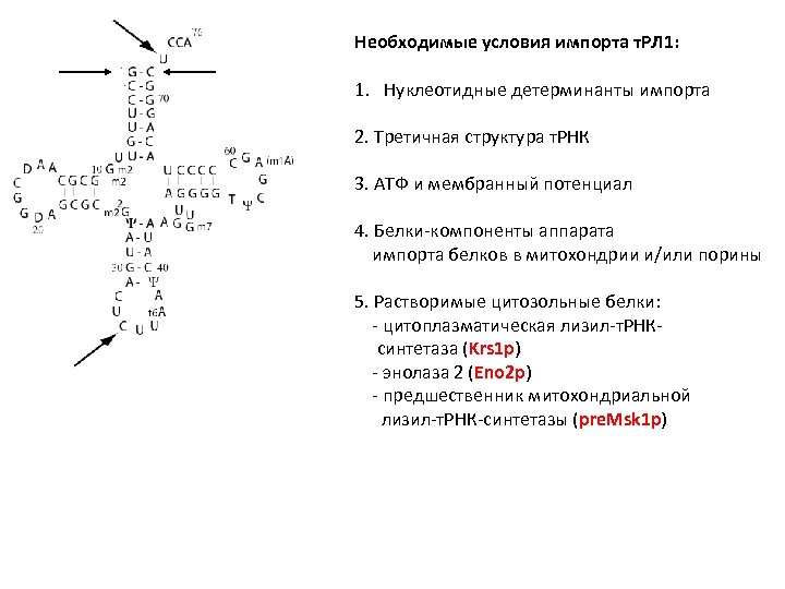 Необходимые условия импорта т. РЛ 1: 1. Нуклеотидные детерминанты импорта 2. Третичная структура т.