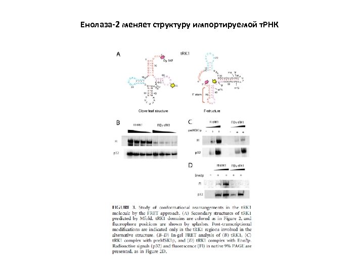 Енолаза-2 меняет структуру импортируемой т. РНК 