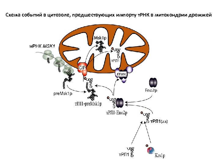 Схема событий в цитозоле, предшествующих импорту т. РНК в митохондрии дрожжей 
