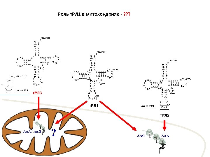 Роль т. РЛ 1 в митохондриях - ? ? ? D G G A