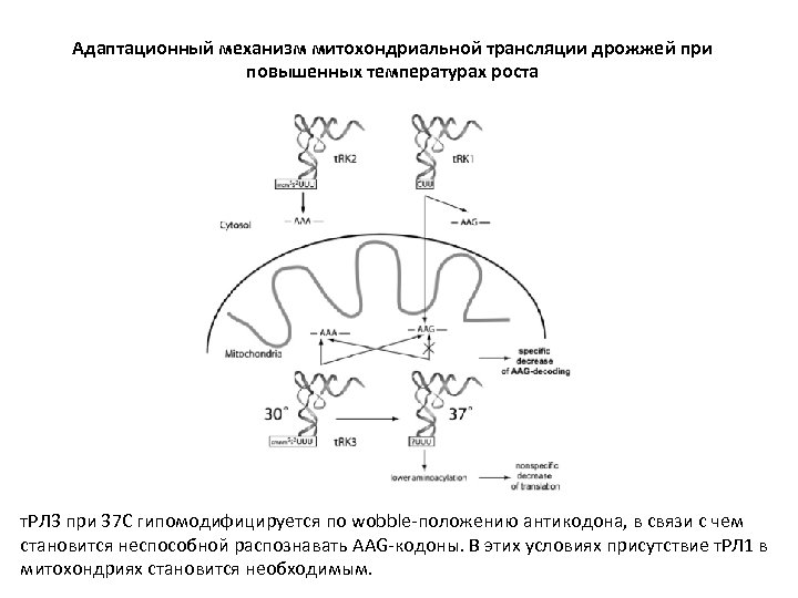 Адаптационный механизм митохондриальной трансляции дрожжей при повышенных температурах роста т. РЛ 3 при 37