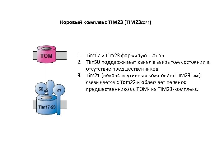 Коровый комплекс TIM 23 (TIM 23 CORE) 1. Tim 17 и Tim 23 формируют