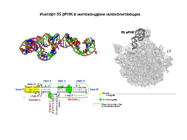Импорт 5 S р. РНК в митохондрии млекопитающих 