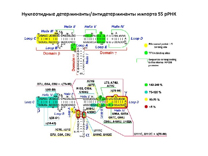 Нуклеотидные детерминанты/антидетерминанты импорта 5 S р. РНК 