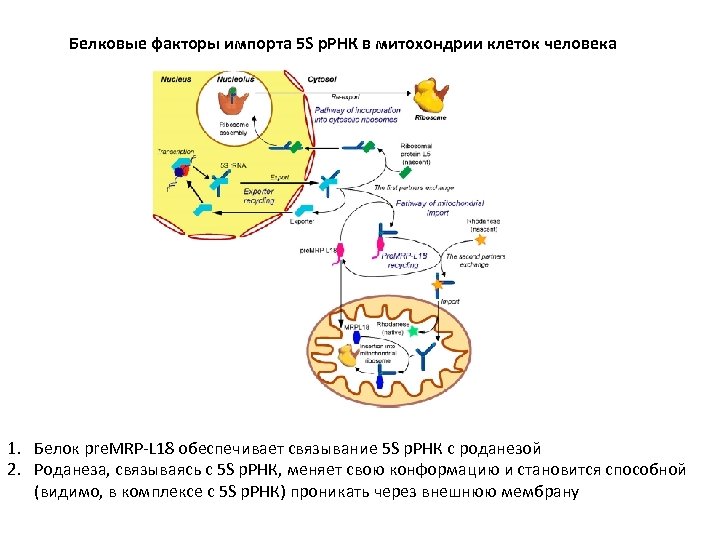 Белковые факторы импорта 5 S р. РНК в митохондрии клеток человека 1. Белок pre.