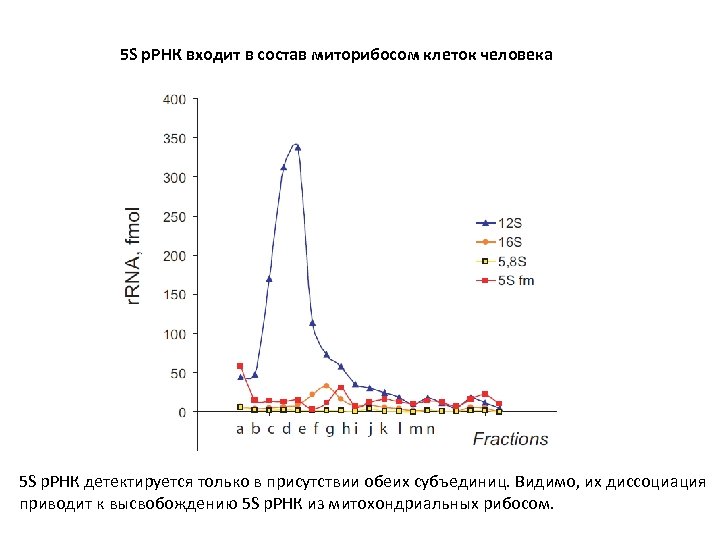 5 S р. РНК входит в состав миторибосом клеток человека 5 S р. РНК