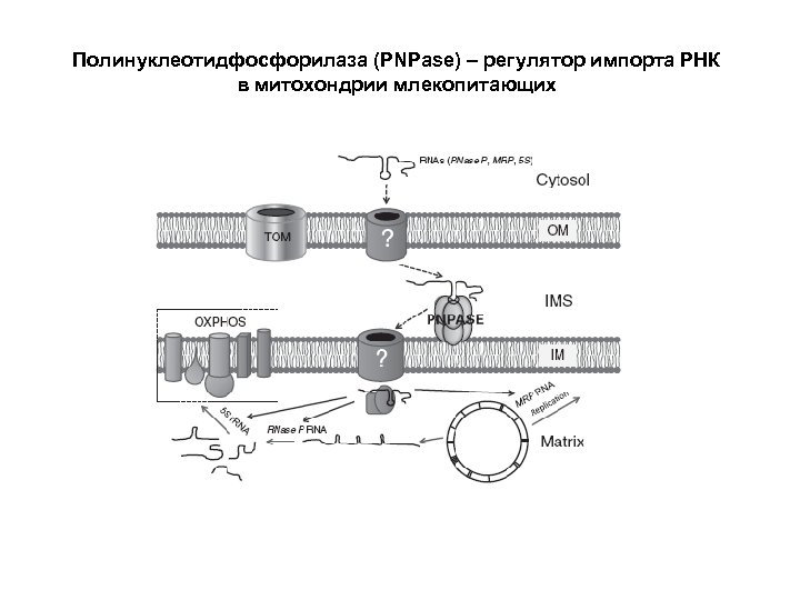 Полинуклеотидфосфорилаза (PNPase) – регулятор импорта РНК в митохондрии млекопитающих 