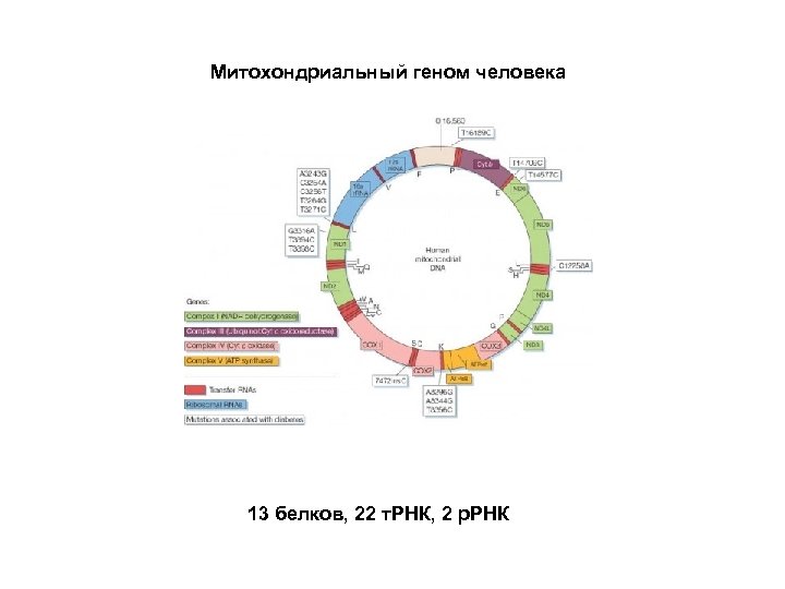 Митохондриальный геном человека 13 белков, 22 т. РНК, 2 р. РНК 