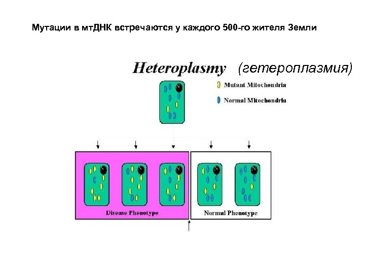 Мутации в мт. ДНК встречаются у каждого 500 -го жителя Земли (гетероплазмия) 